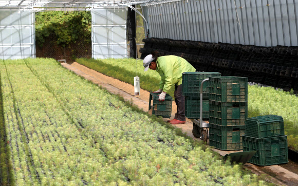 북한에 지원할 나무를 키우는 강원 철원군 근남면 사곡리 통일양묘장에서 직원들이 11일 상토(모종을 가꾸는 온상에 쓰는 부드럽고 물 빠짐이 좋으며 양분을 고루 갖춘 흙) 작업을 하고 있다. 통일양묘장은 북한 산림복구를 돕기 위해 낙엽송, 소나무 묘목 98만 5000그루를 길러내고 있다.<br>철원 연합뉴스