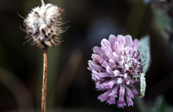 서리와 가을꽃