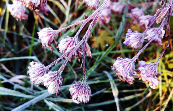 ‘서리에 얼어붙은 대관령’