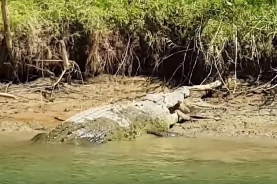 민물악어 잡아먹는 바다악어
