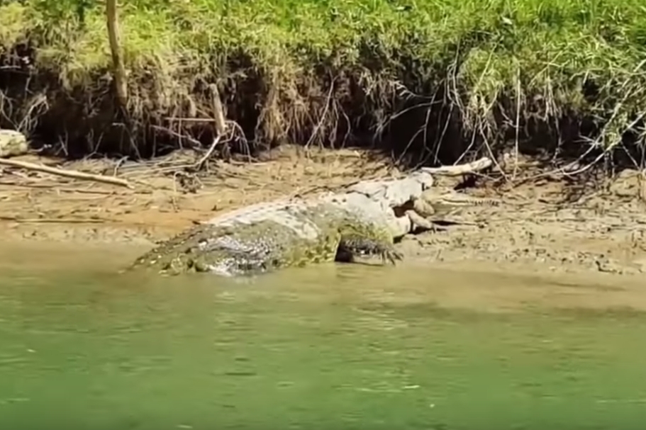 민물악어 잡아먹는 바다악어