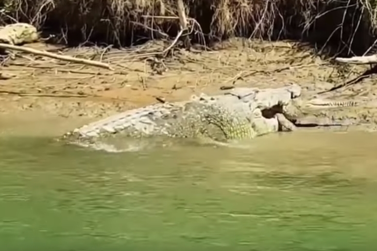 민물악어 잡아먹는 바다악어