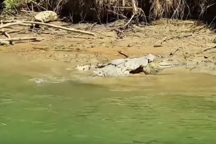 민물악어 잡아먹는 바다악어