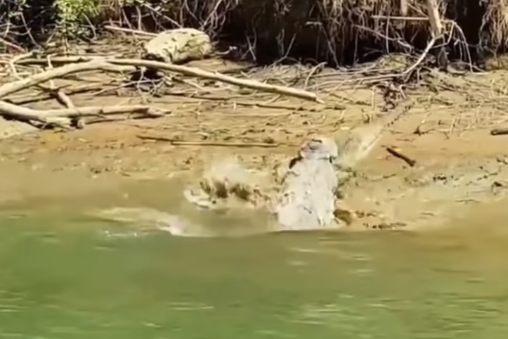 민물악어 잡아먹는 바다악어