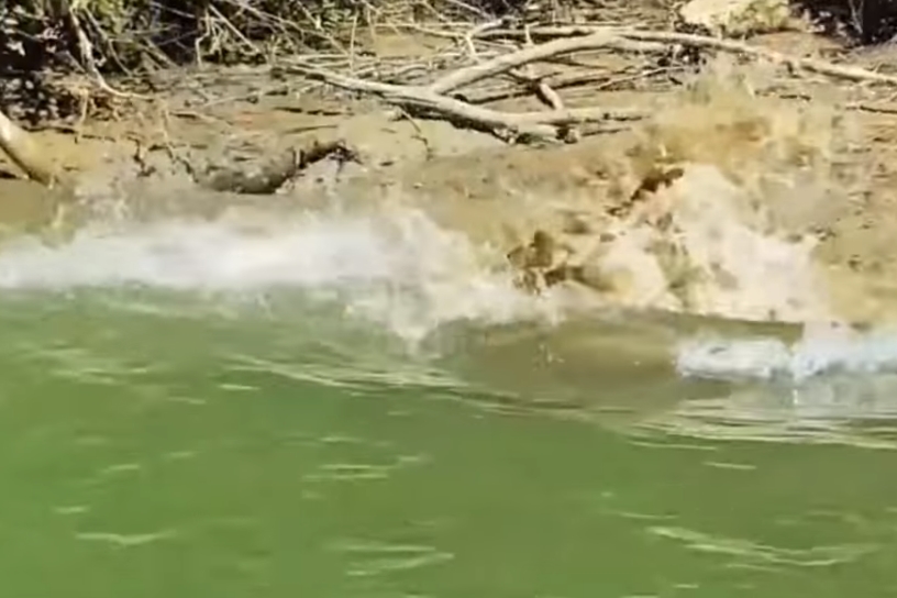 민물악어 잡아먹는 바다악어