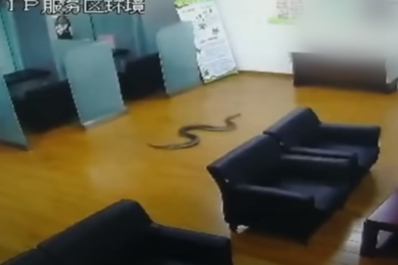 천장에서 툭 떨어진 뱀