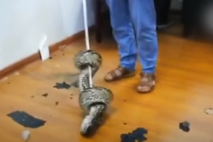 천장에서 툭 떨어진 뱀