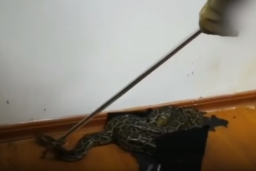 천장에서 툭 떨어진 뱀