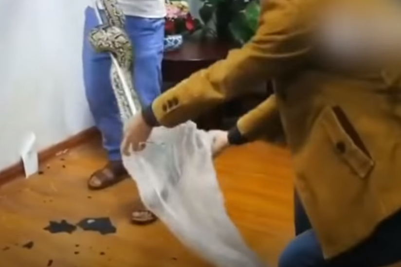 천장에서 툭 떨어진 뱀