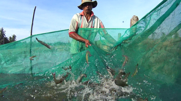 인도네시아 아체 지역에서 맹그로브 숲을 벌목해 만든 블랙타이거 새우 양식장에서 한 어부가 그물로 새우들을 수확하고 있다. 피시코인 홈페이지 캡처