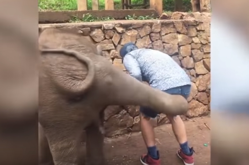 셀카 찍으려는 남성 엉덩이 걷어찬 코끼리