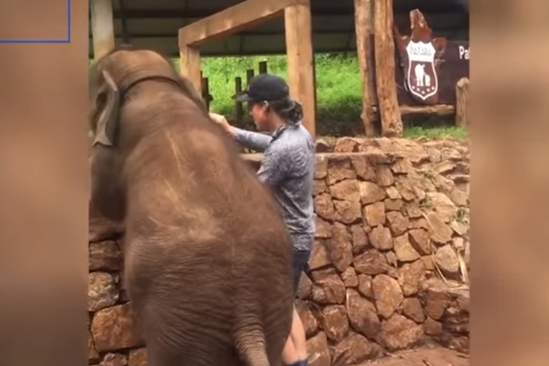셀카 찍으려는 남성 엉덩이 걷어찬 코끼리