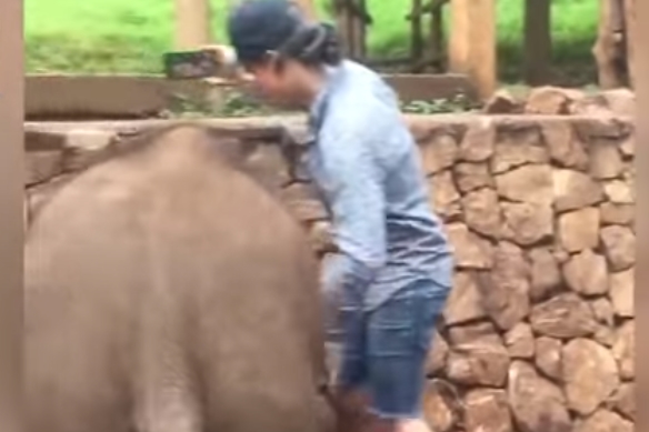 셀카 찍으려는 남성 엉덩이 걷어찬 코끼리