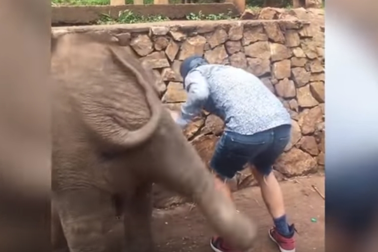 셀카 찍으려는 남성 엉덩이 걷어찬 코끼리