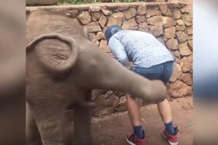셀카 찍으려는 남성 엉덩이 걷어찬 코끼리