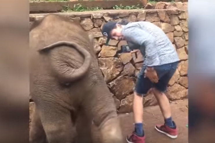 셀카 찍으려는 남성 엉덩이 걷어찬 코끼리