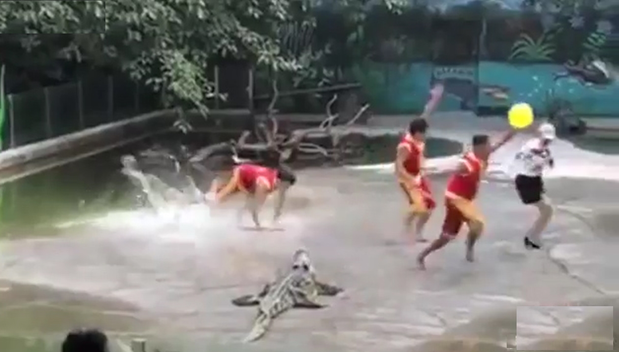 악어쇼를 진행하던 사람들 중 한 명이 물에 빠져 소리에 놀라 줄행랑 치는 모습(유튜브 영상 캡처)