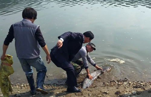 충남 청양군 목면 화양리 주민들이 지난 15일 금강에서 잡은 길이 1m35㎝, 무게 38㎏의 메기를 다시 돌려보내고 있다. 청양군 제공