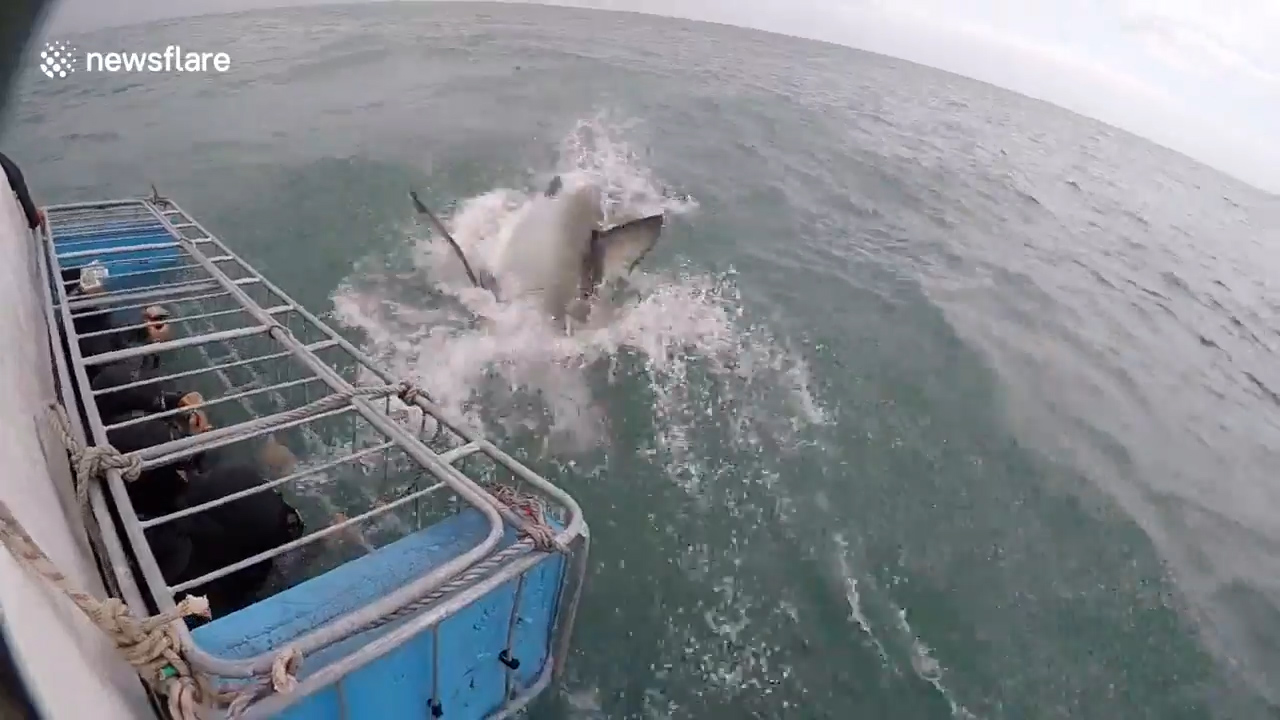 미끼를 물기 위해 수면위로 부상한 공격적인 상어 모습(유튜브 영상 캡처)