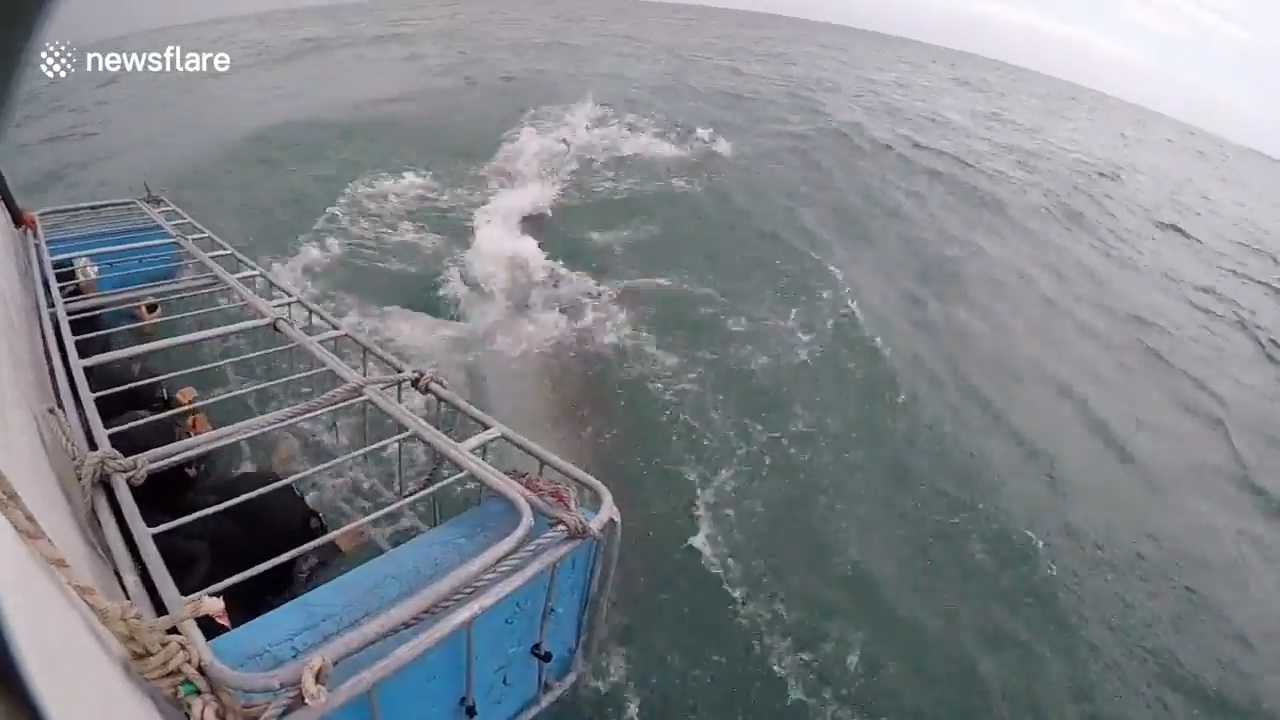 미끼를 물기 위해 수면위로 부상한 공격적인 상어 모습(유튜브 영상 캡처)