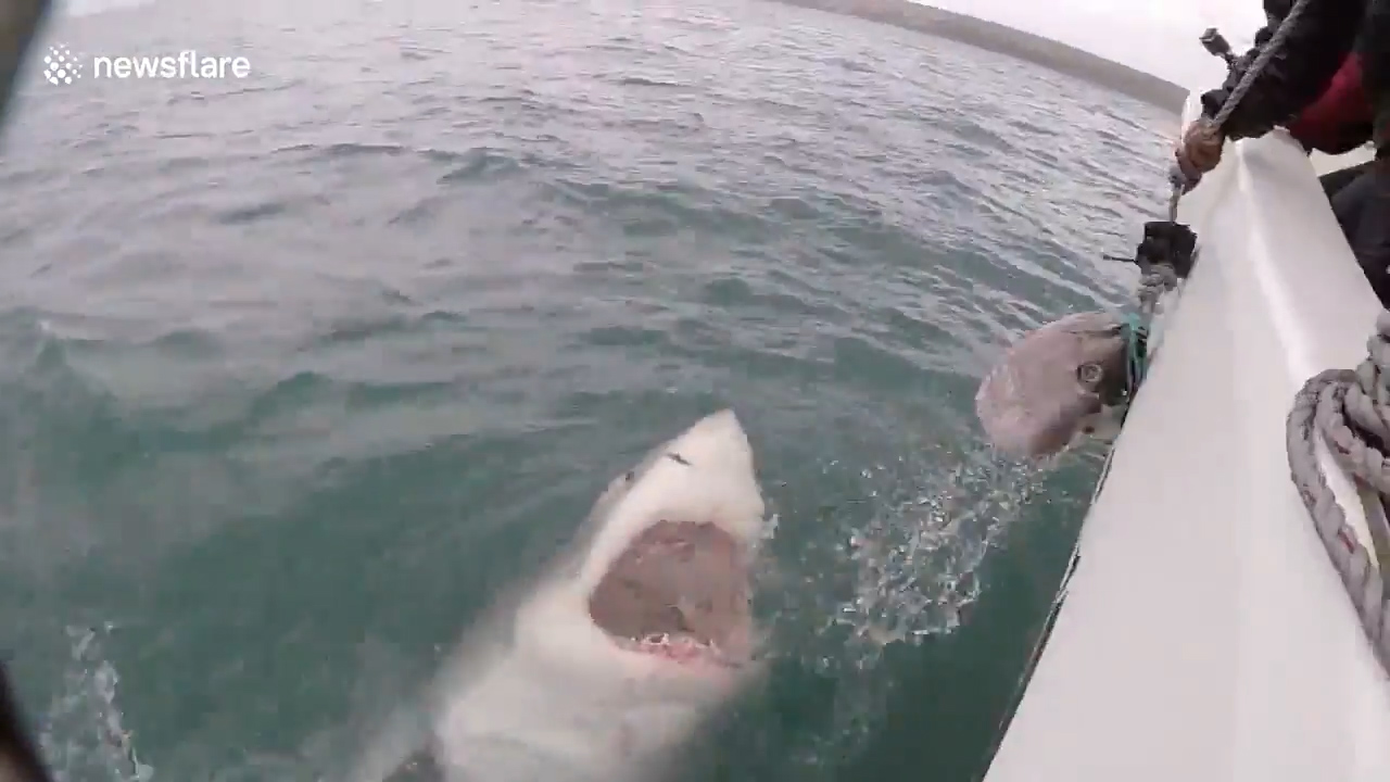 미끼를 물기 위해 수면위로 부상한 공격적인 상어 모습(유튜브 영상 캡처)
