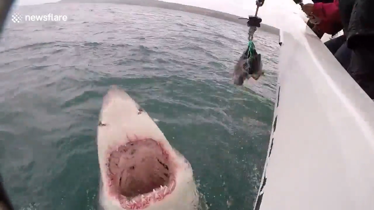 미끼를 물기 위해 수면위로 부상한 공격적인 상어 모습(유튜브 영상 캡처)