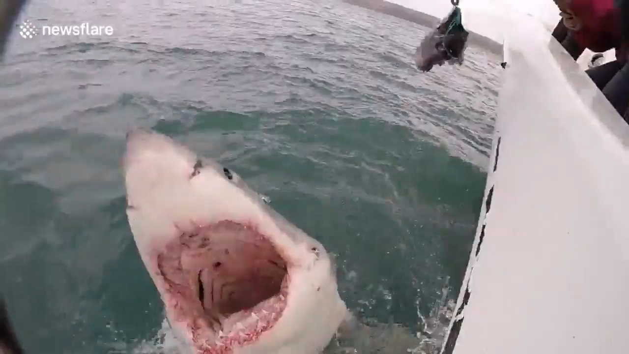 미끼를 물기 위해 수면위로 부상한 공격적인 상어 모습(유튜브 영상 캡처)