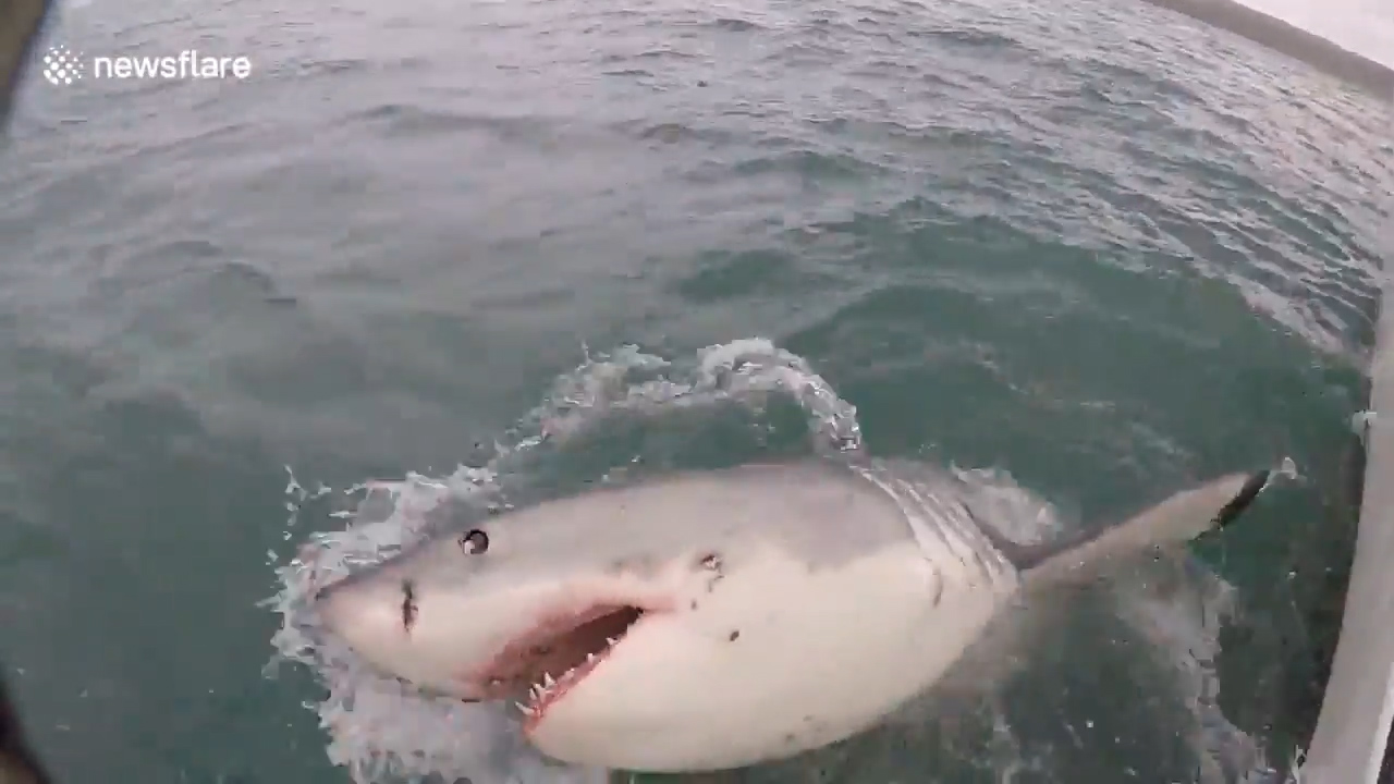 미끼를 물기 위해 수면위로 부상한 공격적인 상어 모습(유튜브 영상 캡처)