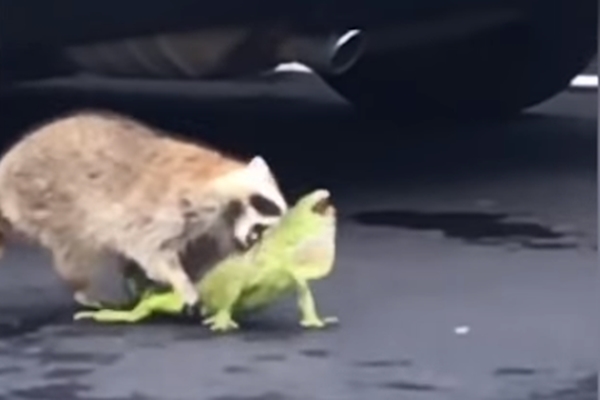 이구아나 사냥하는 라쿤