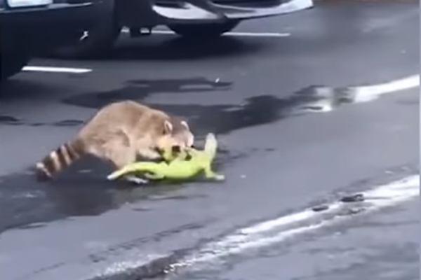 이구아나 사냥하는 라쿤