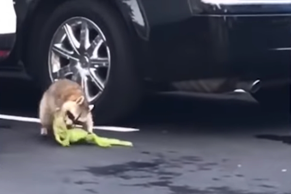 이구아나 사냥하는 라쿤