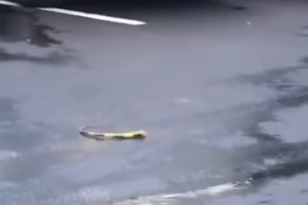 이구아나 사냥하는 라쿤