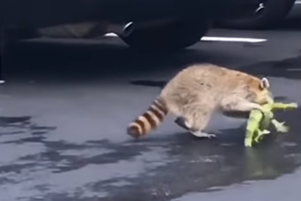 이구아나 사냥하는 라쿤