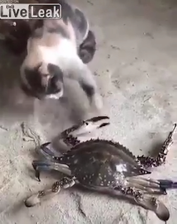 게 발에 물린 고양이가 고통스러워하는 모습(유튜브 영상 캡처)