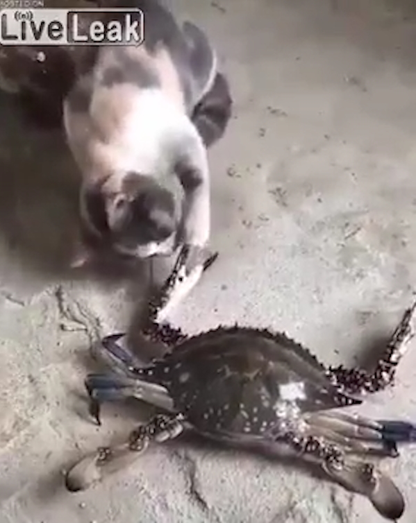 게 발에 물린 고양이가 고통스러워하는 모습(유튜브 영상 캡처)