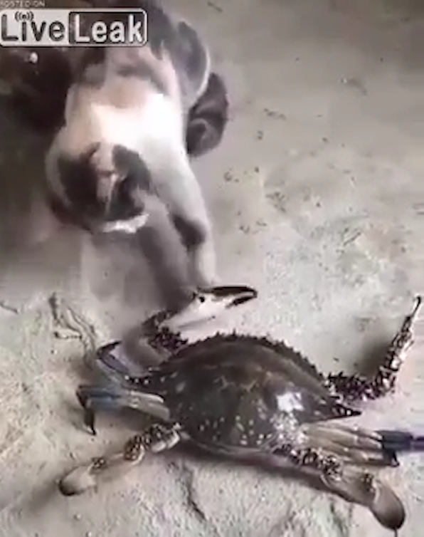 게 발에 물린 고양이가 고통스러워하는 모습(유튜브 영상 캡처)