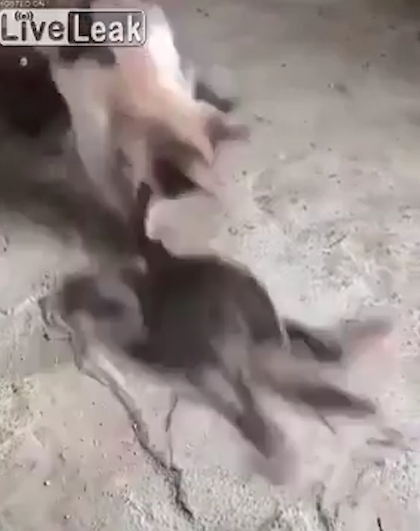 게 발에 물린 고양이가 고통스러워하는 모습(유튜브 영상 캡처)