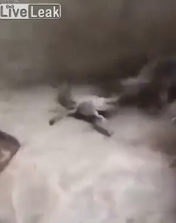 게 발에 물린 고양이가 고통스러워하는 모습(유튜브 영상 캡처)