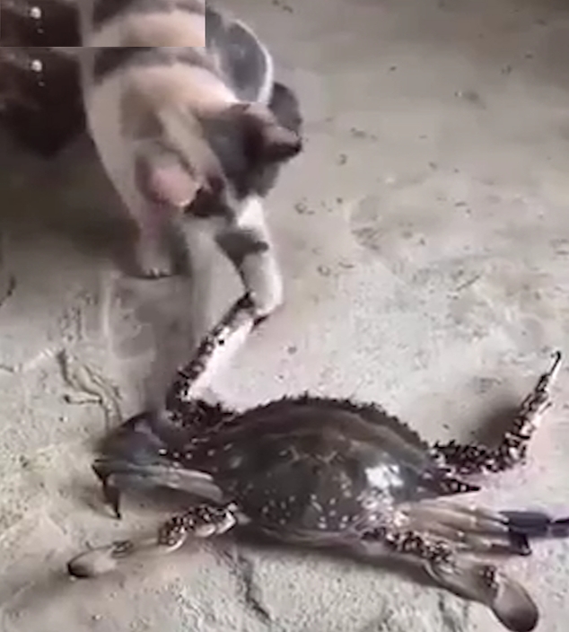 게 발에 물린 고양이가 고통스러워하는 모습(유튜브 영상 캡처)