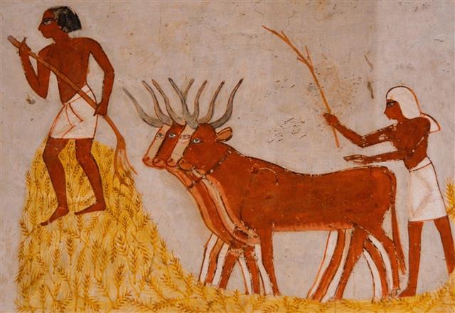 밀농사 장면을 그린 고대 이집트 벽화. 획기적인 품종 개량에 힘입어 밀은 쌀을 누르고 현재 최대 생산량을 자랑하는 곡물이 됐다. 소와당 제공