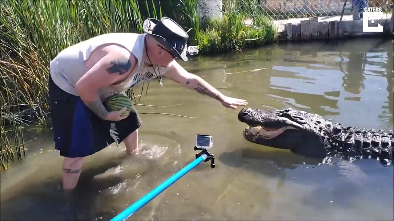 미국 콜로라도 한 악어농장에서 거대한 크기의 악어 입 속으로 수박을 넣어주는 악어 전문 사육사의 모습(유튜브 영상 캡처)