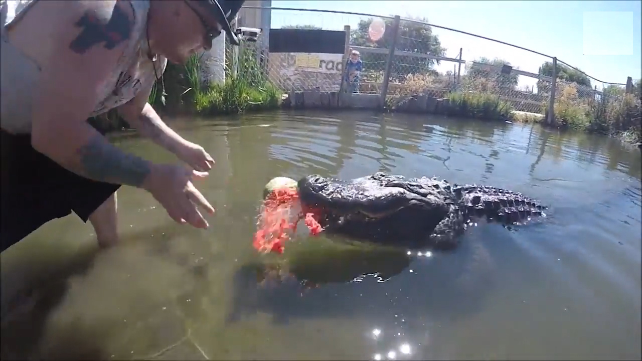 미국 콜로라도 한 악어농장에서 거대한 크기의 악어 입 속으로 수박을 넣어주는 악어 전문 사육사의 모습(유튜브 영상 캡처)
