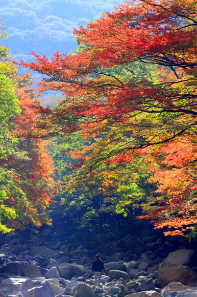 19일 제주 한라산 천아숲길 광령천 계곡의 단풍이 장관을 이루고 있다. 2018.10.19  연합뉴스