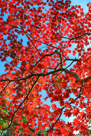19일 제주 한라산 천아숲길 광령천 계곡의 단풍이 파란 하늘과 어우러져 장관을 이루고 있다. 2018.10.19  연합뉴스