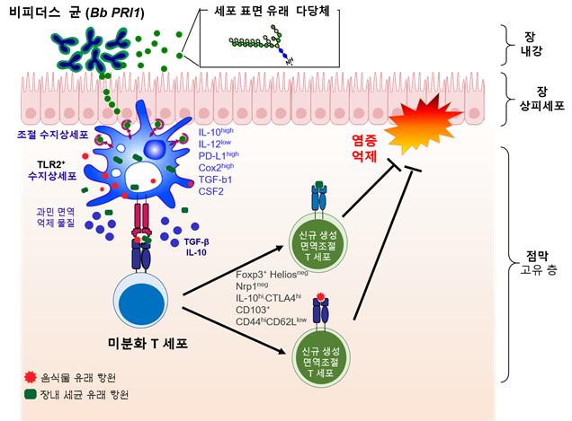 비피더스 PRI1균의 면역조절 메커니즘 IBS 제공