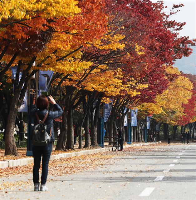 관광객들이 22일 오후 인천시 남동구 인천대공원에서 단풍을 구경하고 있다.2018.10.22 뉴스1