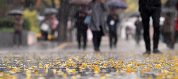 비가 내린 23일 서울 광화문네거리에 떨어진 낙엽위를 시민들이 우산을 쓰고 걷고 있다.2018. 10. 23.  박윤슬 기자 seul@seoul.co.kr
