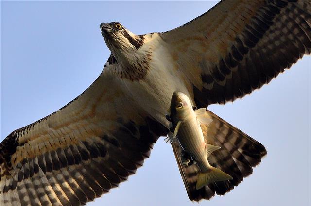 물수리 발톱에 걸린 숭어의 마지막 비행