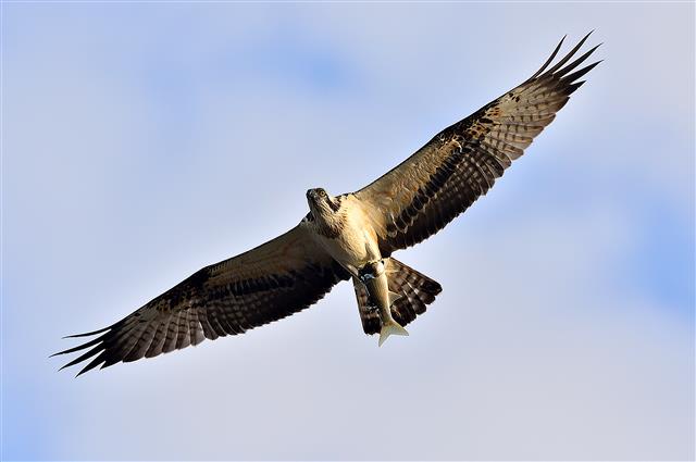 날개 활짝 펼친 물수리