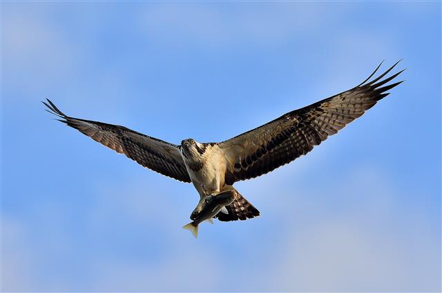 고향 갈 준비하는 물수리